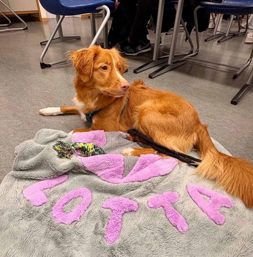 Das Bild zeigt den Schulhund Lotta.
